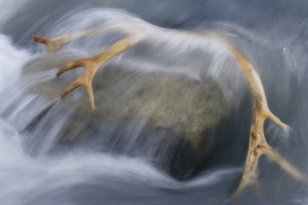 South Georgia Isl Reindeer antler in river rapid